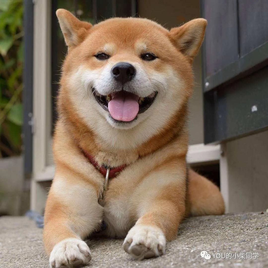 柴犬的柴犬馆即将迎来重大里程碑，回顾与展望未来