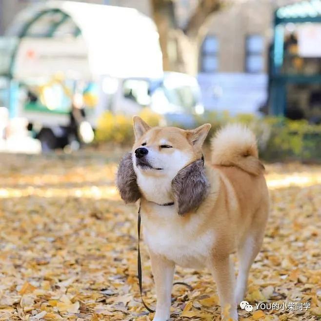 柴犬的柴犬馆即将迎来重大里程碑，回顾与展望未来