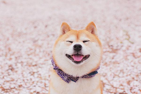 柴犬团队携手伊隆·马斯克，跨界合作与创新精神的完美融合