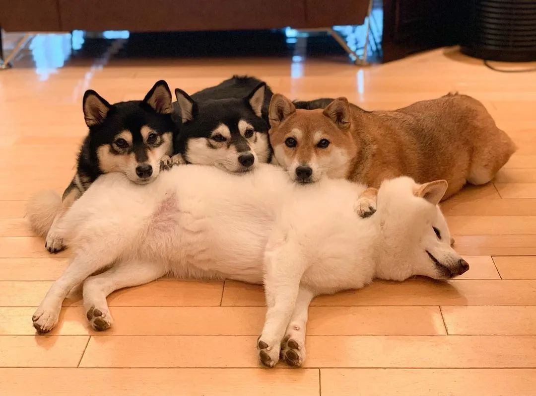 柴犬团队联系伊隆·马斯克，跨界合作与创新精神的融合