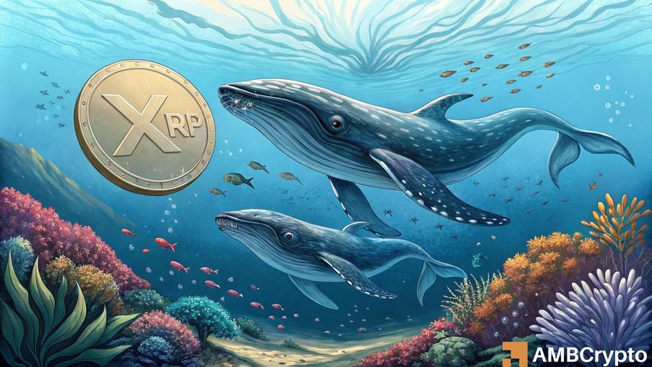 XRP价格走势稳健，鲸鱼囤积能否助力突破3美元大关？