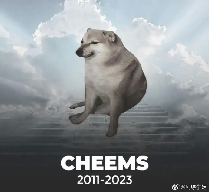 Cheems，浴火重生的坚韧Memecoin