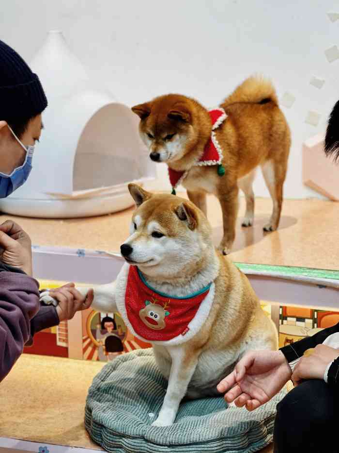 柴犬馆里程碑，历史意义与未来展望