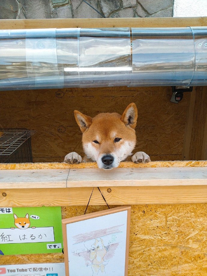 柴犬的柴犬馆即将迎来重大里程碑，历史、意义与未来展望
