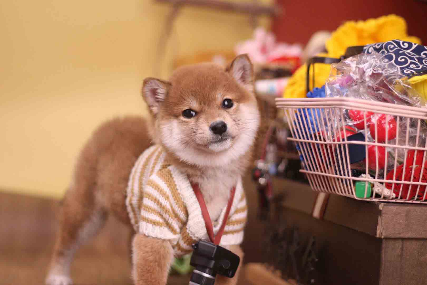 柴犬的柴犬馆即将迎来重大里程碑，历史、意义与未来展望