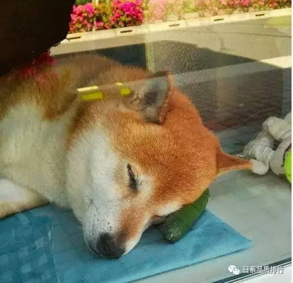 鲸鱼保释，燃烧速度减慢，柴犬进入狗窝
